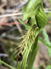 Pterostylis plumosa