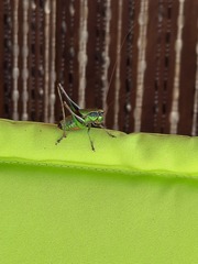 Eupholidoptera chabrieri