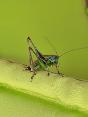 Eupholidoptera chabrieri