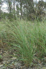 Eragrostis curvula