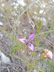 Moraea tripetala