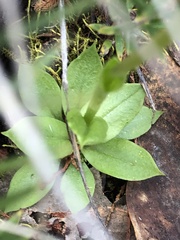 Pterostylis plumosa