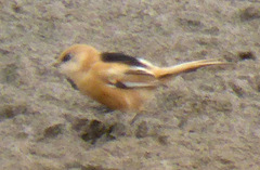Panurus biarmicus