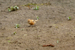 Panurus biarmicus