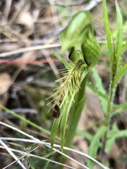 Pterostylis plumosa