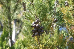 Callitris endlicheri