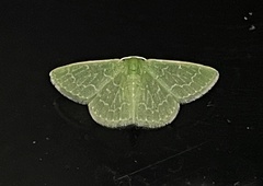 Synchlora frondaria