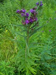 Vernonia fasciculata