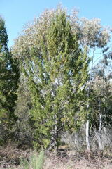 Callitris endlicheri