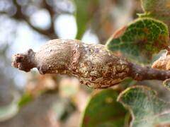 Andricus chrysolepidicola