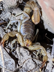 Paruroctonus silvestrii