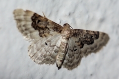 Idaea rusticata