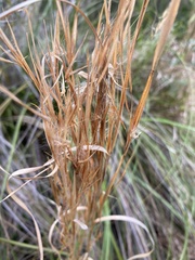 Andropogon virginicus