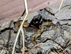 Paruroctonus silvestrii