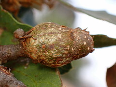 Andricus chrysolepidicola