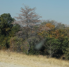 Combretum
