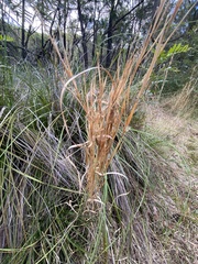Andropogon virginicus