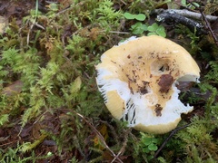 Russula claroflava