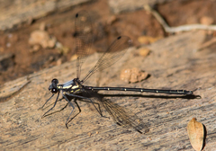 Austroargiolestes christine