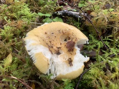 Russula claroflava