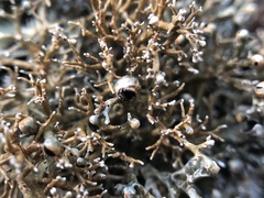 Sphaerophorus venerabilis image