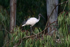 Threskiornis aethiopicus