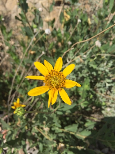 Rothrock's crownbeard (Verbesina rothrockii)