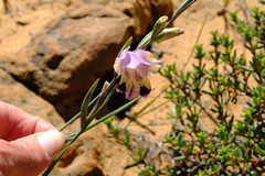 Gladiolus carinatus