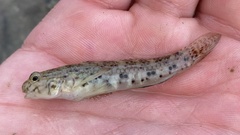 Istigobius decoratus