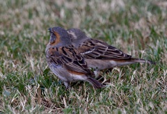 Passer rufocinctus