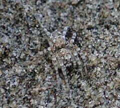 Anoteropsis litoralis