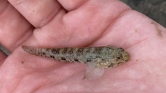 Istigobius decoratus