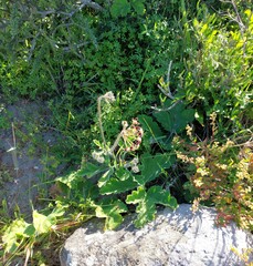 Pelargonium lobatum