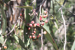 Eucalyptus macrorhyncha