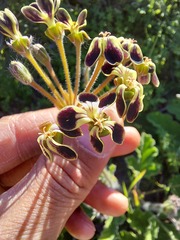 Pelargonium lobatum