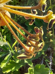 Pelargonium lobatum