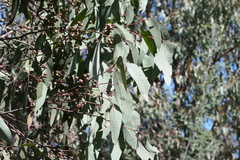 Eucalyptus macrorhyncha