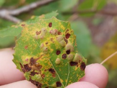 Aceria varia