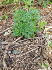 Petroselinum crispum