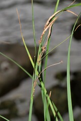 Carex acuta