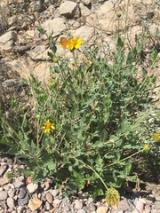 Verbesina rothrockii