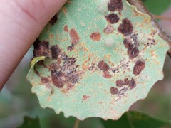 Aceria varia