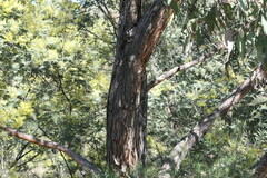 Eucalyptus macrorhyncha