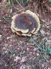Phaeolus schweinitzii