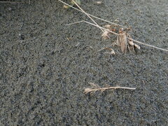 Anoteropsis litoralis