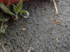 Anoteropsis litoralis