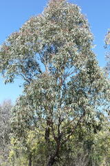 Eucalyptus macrorhyncha