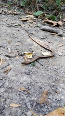 Anguis colchica