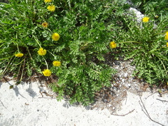 Potentilla paradoxa
