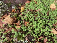 Sedum anglicum